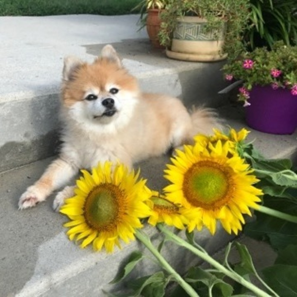 Meet your Posher, Kenneth